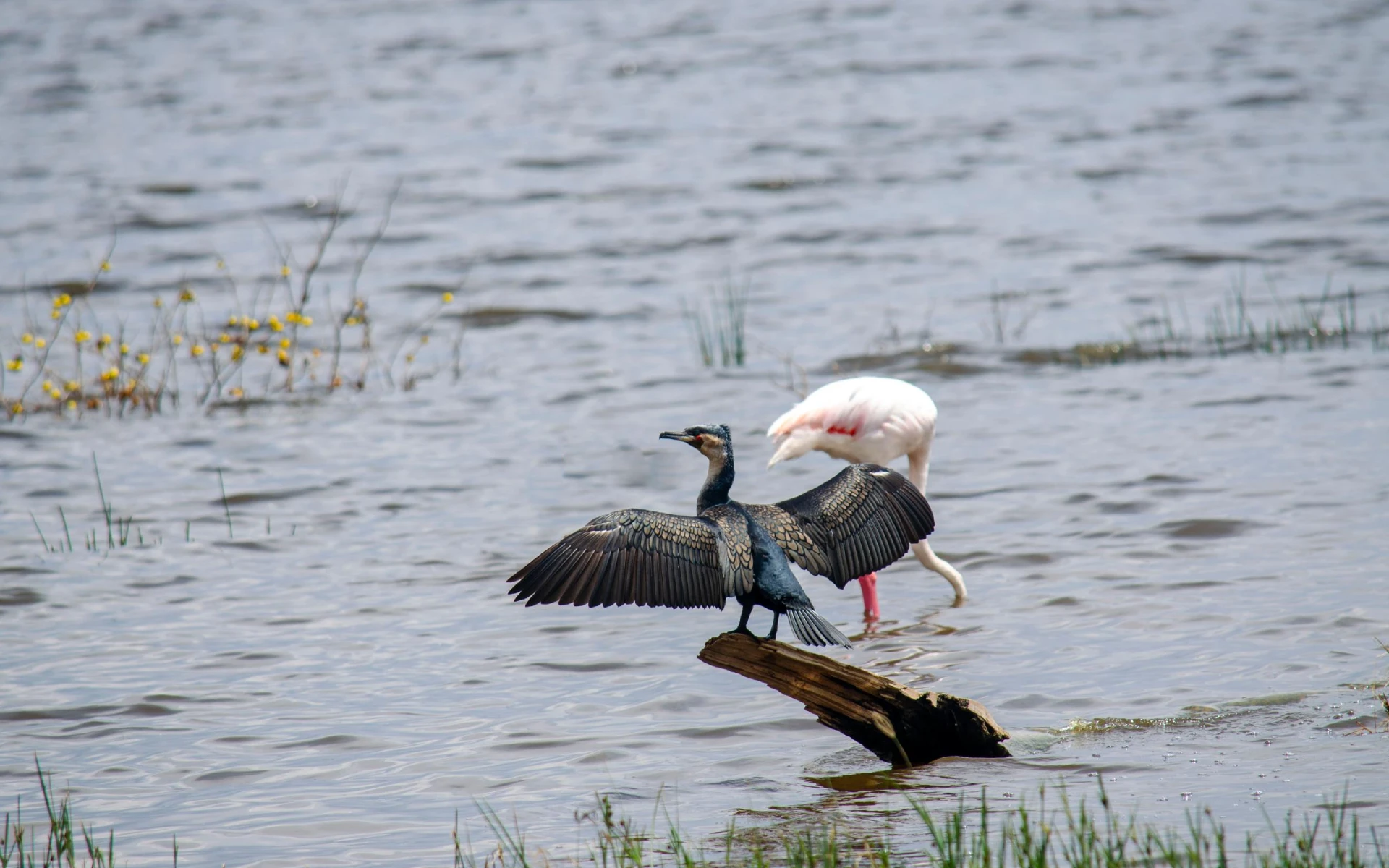 4 Days Itinerary Nairobi- Baringo Birding Tour