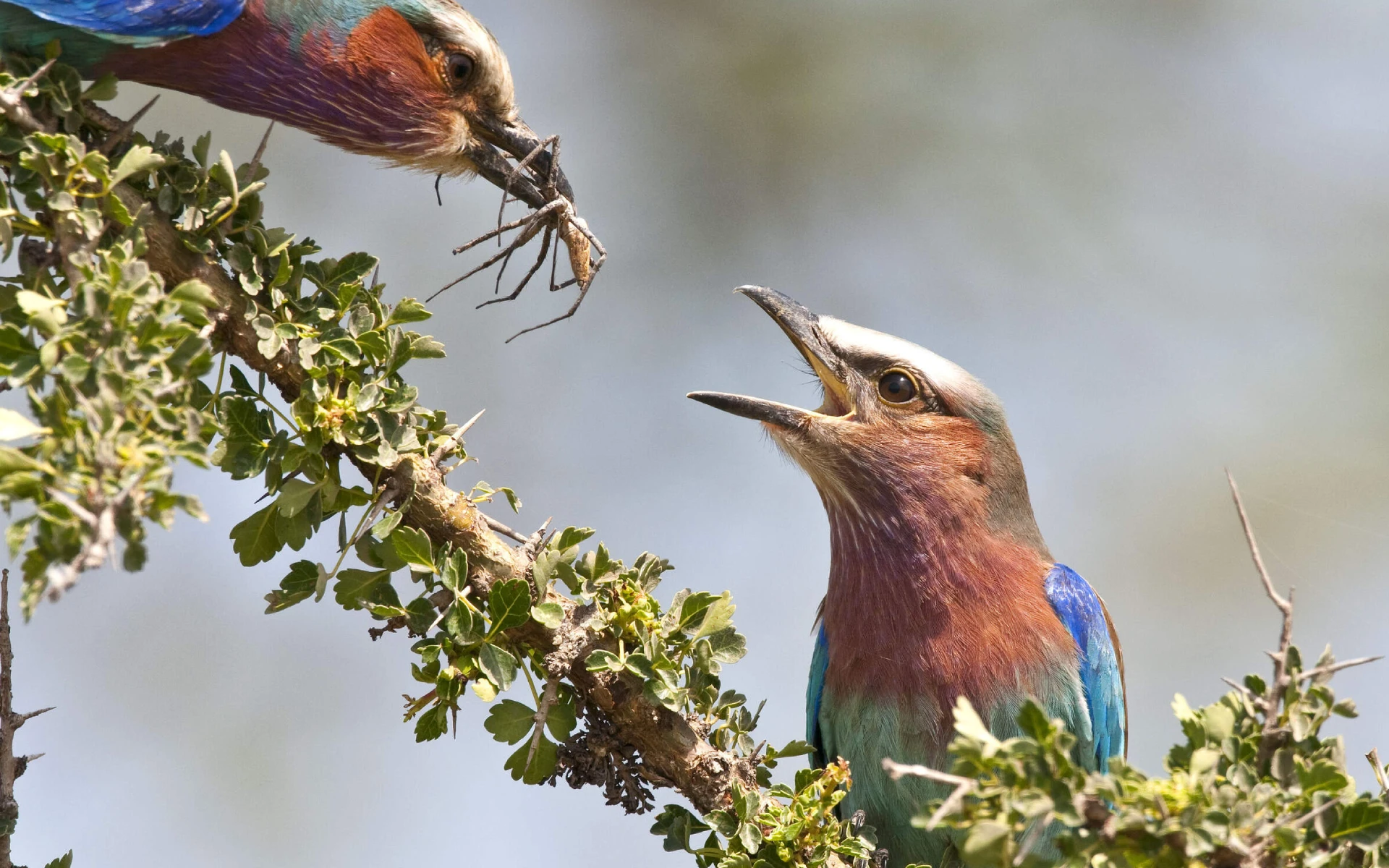 5 Days Itinerary Nairobi To Coast