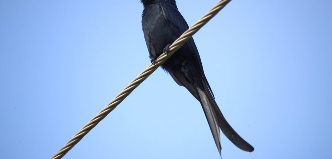 Fork-tailed Drongo: Africa’s Smoothest Con Artist