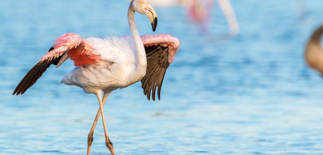 The Pink Tide: Inside Kenya’s Vanishing (and Returning) Flamingo Spectacle