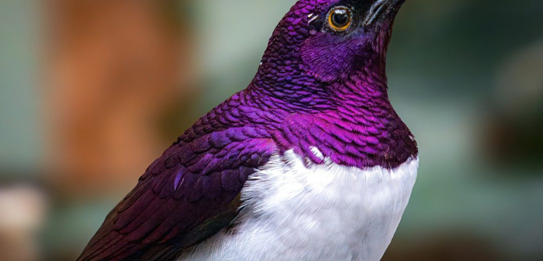 Violet-backed Starling. Africa’s Little Amethyst