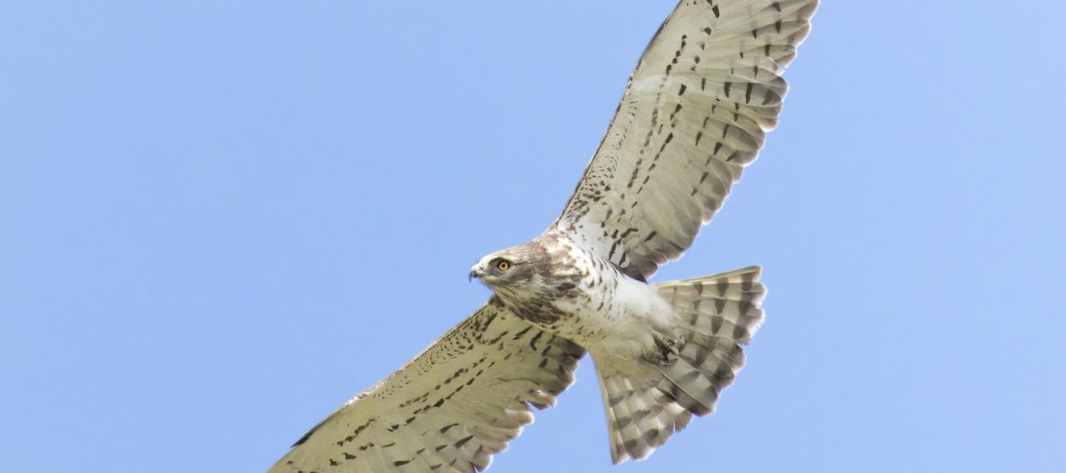 A Ghost-like Eagle: A Once-in-a-Lifetime Sight Above the Strait of Gibraltar