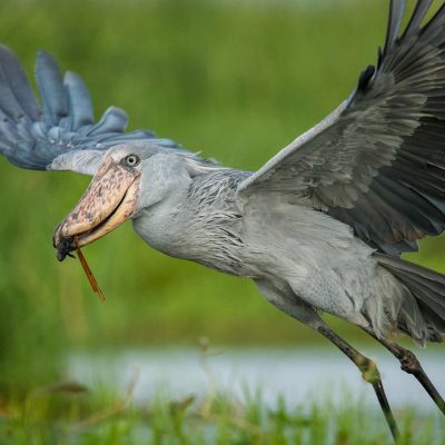 Shoebill